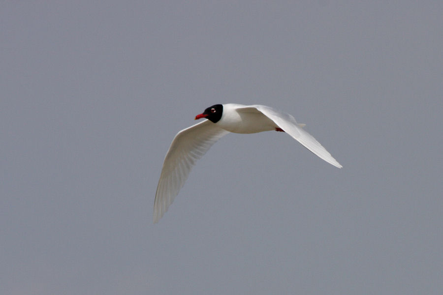 gita nel delta del Po